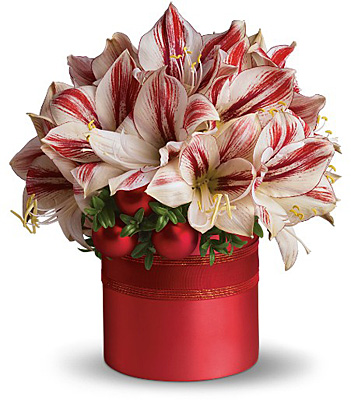 Teleflora's Peppermint Amaryllis